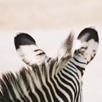 Malaria Free Safari Holidays Port Elizabeth Eastern Cape Town Addo Shamwari Kariega Kuzuko Safari South Africa