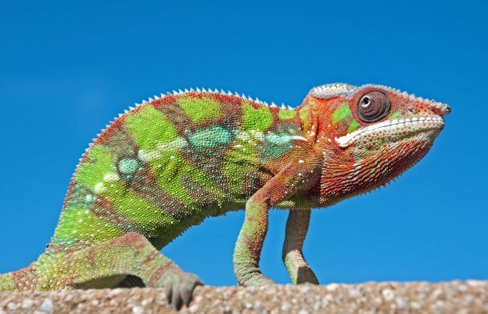 Madagascar’s Panther chameleon