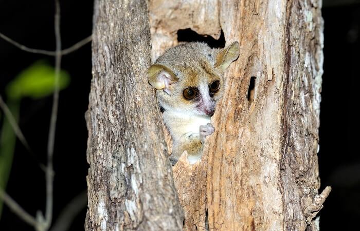 A nocturnal mouse lemur