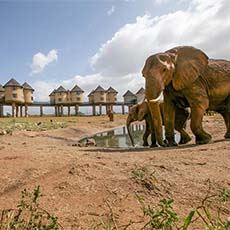 Sarova Salt Lick