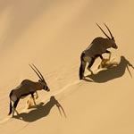 South Africa and Namibia Private Tour Guide Photo Safari Kalahari Etosha