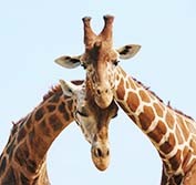 Wheelchair Safari Kruger Park South Africa Soweto Sun City Disabled