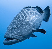 Deep Sea Fishing Holiday Baja California Mexico Marlin Los Cabos La Paz