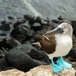 Peru and Ecuador Holiday: Lima Cusco Machu Picchu Quito Galapagos Cruise