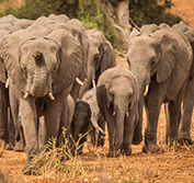 Botswana Cape Town Safari Holiday Mashatu Horse Riding Walking Biking