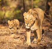 India Wildlife Holidays Gujarat Private Tours Ahmedabad Gir Mumbai
