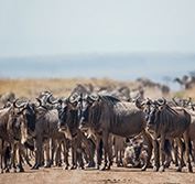 Wildebeest Migration Safari Packages Tanzania Calving Ndutu Serengeti