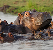 Botswana Wheelchair Accessible Safari Savuti Okavango Camping