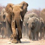 Etosha National Park Namibia Private Tour Safari Guide Holiday Vacation