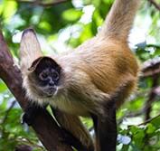 Holiday Panama Canal Costa Rica Coast to Coast Railway San Blas Islands