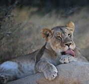 Wheelchair Holiday Kruger Park Safari Vacation Sun City South Africa