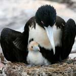 Ecuador Holidays: Quito Avenue of Volcanoes Tour Galapagos Cruise