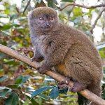 Madagascar RN7 Route Private Tour Lemurs Ranomafana Isalo Driver Guide