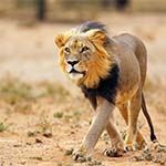 Holidays Cape Karoo South Africa Tours SALT Telescope Sutherland Kalahari