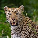 Wheelchair Safari South Africa Kruger Park Cape Town Disabled Vacation