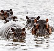 Zululand Battlefields Safari KwaZulu Natal South Africa St Lucia Hluhluwe