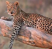 Okavango Camping Safari Botswana Chobe Victoria Falls Zimbabwe