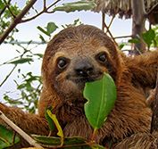 Costa Rica Wildlife Holiday Tortuguero Turtles Sloths Palo Verde Beaches