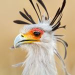 Birding Holidays South Africa Kruger Wakkerstroom Mkuze St Lucia Zululand