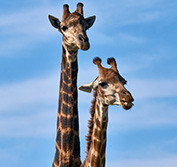 Holiday South Africa Cape Town Graaff Reinet Karoo Garden Swellendam