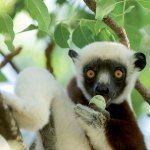 Luxury Holiday Madagascar Mauritius Anjajavy Dancing Lemurs Tsingy