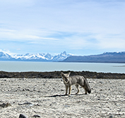 Wildlife Holidays Argentina Valdes Patagonia Penguins Gaiman Welsh