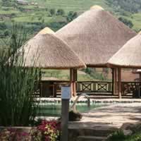 Bird Nest Resort