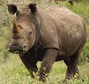 Disabled Safari Holiday Vacation South Africa Durban Zulu Wheelchair