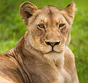 Luxury Rovos Rail Train South Africa Cape Town Holiday Safari Kruger