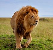 Wheelchair Safaris Kenya Masai Mara Game Reserve Big Five Mombasa