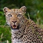 Cape Town Garden Route Self Drive Holiday Safari Kruger South Africa