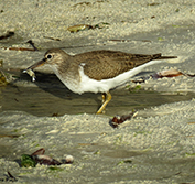 Kenya Birding Photo Safari Photographic Guide Africa Amboseli Tsavo Watamu