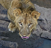 Botswana Safari Tour Okavango Victoria Falls Mobile Tented Camping