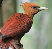 Tailor Made Birding Holiday Costa Rica Arenal Sarapiqui Quetzal Antonio