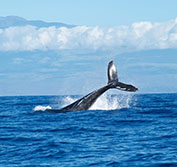 Baja California Mexico Whale Watching Holidays Tours San Ignacio Vizcaino