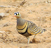Birding Holidays Kenya Samburu Lake Baringo Kakamega Masai Mara
