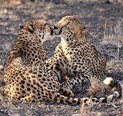Beach Safari Zululand South Africa Big Five Thonga Beach Honeymoon