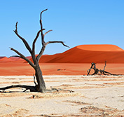 Bird Watching Holiday Namibia Self Drive Birding Vacation Dune Lark Car