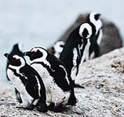 Holidays To South Africa Cape Town Hermanus Stellenbosch Safari