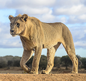 Mauritius Wedding And Safari In South Africa Malaria Free Madikwe