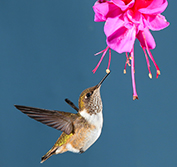 Birding Tours Costa Rica Caribbean Pacific Arenal Carara San Gerardo