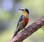 Bird Watching Holiday Brazil Birding Pantanal Chapada Cerrado Vacation