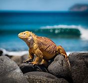 Peru and Galapagos Tour Quito Ecuador Santa Cruz Island Machu Picchu