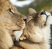 Seychelles Wedding Safari Honeymoon Malaria Madikwe South Africa