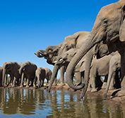 Luxury Wheelchair Accessible Safari Botswana Victoria Falls Disabled