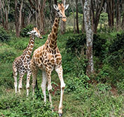 Golf Holidays Kenya Golfing Safari Vacations Masai Mara Mombasa