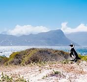 Malaria Free Safari Holiday Cape Town South Africa Plettenberg Bay