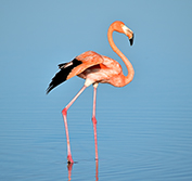 Birding Tours Yucatan Peninsula, Mexico: Bird Watching Trips & Holidays