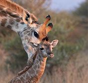 Kruger National Park Safari Vacation South Africa Holiday Cape Town