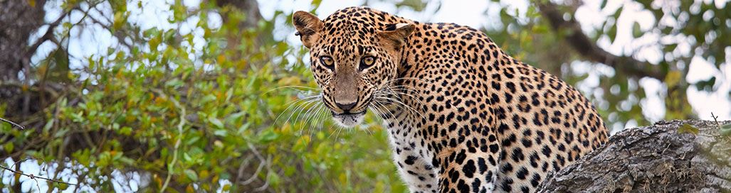 Sri Lanka Holidays Safari Cultural Wildlife Tours Leopards Yala Whales